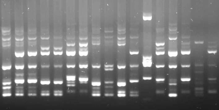 Kan Kültürlerinden zole Edilen Candida Sufllar nda Antifungal Duyarl l n ve Baz Virülans Faktörlerinin Araflt r lmas ve RAPD-PCR ile Genotiplendirilmesi Tablo II. Candida spp.