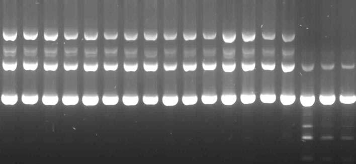 Gültekin B, Eyigör M, Tiryaki Y, K rdar S, Ayd n N. 1 2 3 4 5 6 7 8 9 10 11 12 13 14 15 16 17 18 Resim 2. C.parapsilosis suşlarının Cnd-3 primeri ile RAPD-PCR görüntüsü.