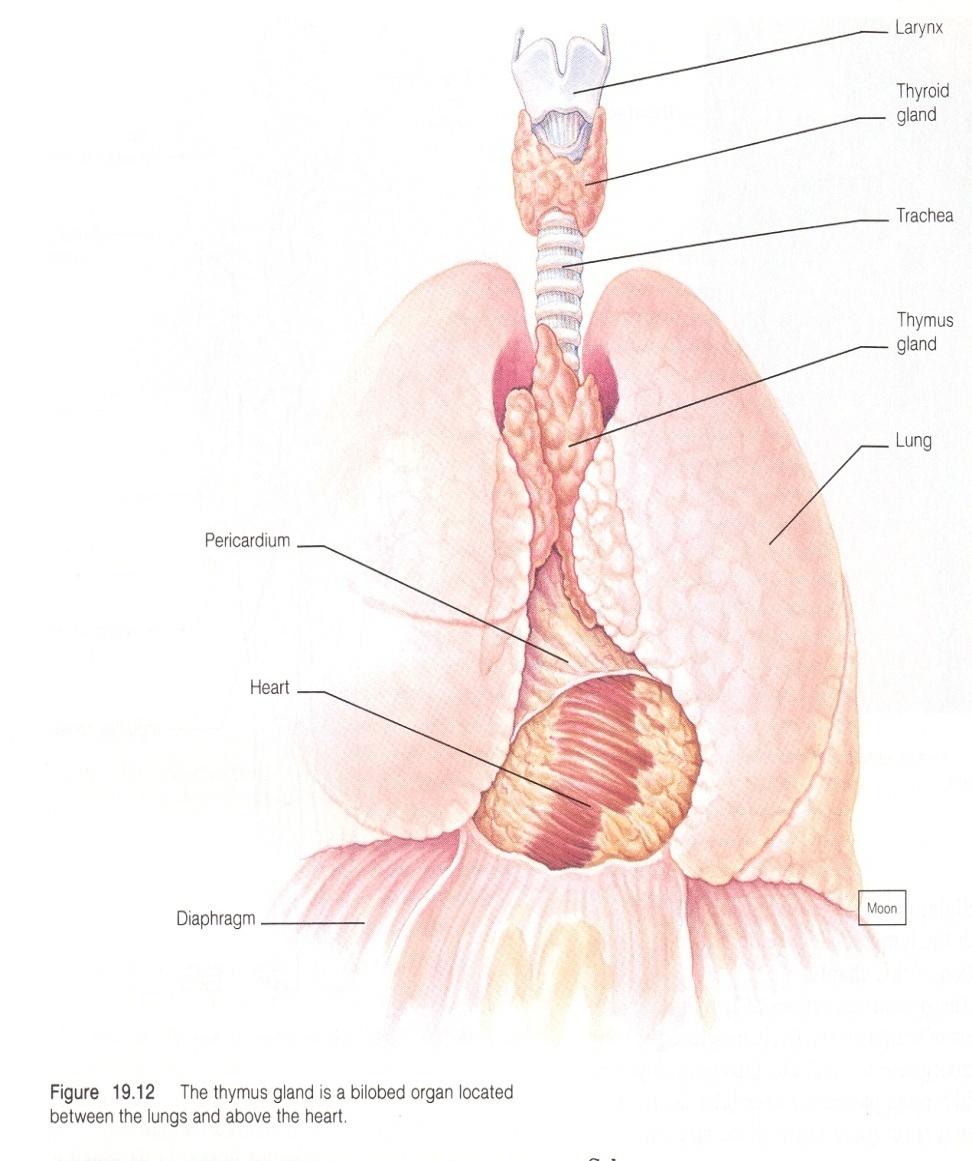 Timus Mediastinumda yer alan 2 loblu bir organdır.