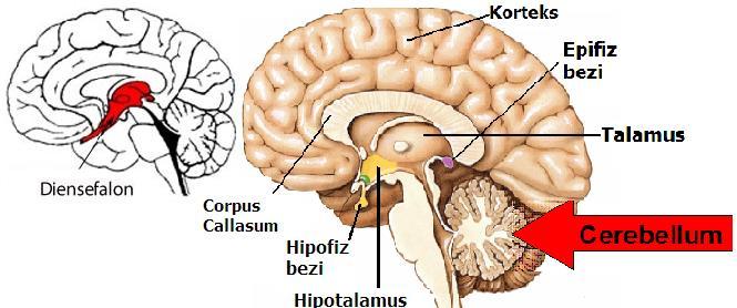 Parietal lob (Yan kafa lobu) Bu lob üzerinde duyu merkezlerinin yanı sıra duyuların değerlendirildiği öğrenme, hafıza ve mantık gibi merkezler de bulunur.