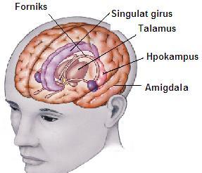 1.2.2. Beyin Boşlukları (Ventriküller) Resim 1.10: Limbik sistemin bölümleri Beyinde, birbirleri ile bağlantılı dört boşluk bulunur. Bu boşluklara, ventrikül adı verilir.