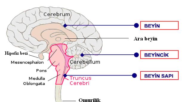 1.2.1.1. Tüm Beyin Sapı (Truncus encephali) Tüm beyin sapı, anatomik olarak omuriliği beyne bağlayan bir köprü gibidir.