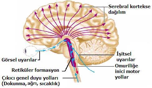 Dolaşım ve solunum merkezleri soğanilikte olduğu için bu bölgenin hasarı ölümle sonuçlanır.