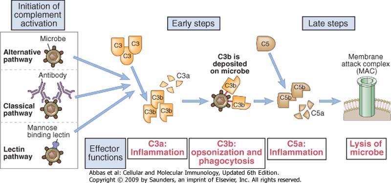 Doğal Bağışıklığın Diğer Plazma Proteinleri CRP Sitokinler Kompleman sistemi