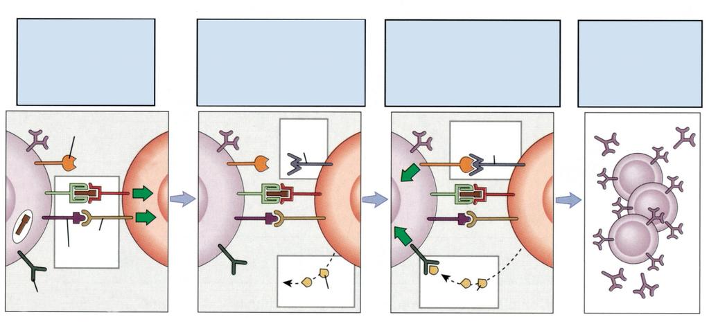 B hücre, yardımcı T hücresine antijeni sunar Yardımcı T hücre aktive olur; CD40L eksprese eder ve sitokin salgılar B hücreleri CD40 kenetlenmesi ve sitokinler ile aktivasyon B hücre çoğalması ve