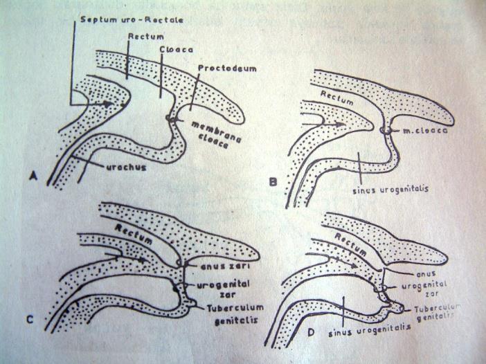 Arka barsağın son kısmı olan cloaca ile proctodeum arasında aynı yapıda membrana cloacae vardır. Bu membranların açılması ile ilk barsak kanalı çevre ile bağlantı kurar.