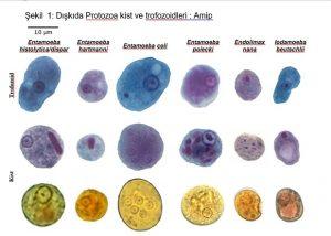Protozoalar: entemoeba histolitica ( amip) ve Giardia lamblia (