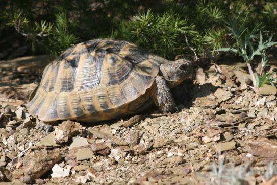 Phaselis Antik Kenti ve Beydağları nın Herpetofaunası 323 çiçekleri ile meyvelerini yiyerek beslenirler. Bazı zamanlarda hayvansal olarak beslenirler. Doğu Karadeniz dışında bütün Anadolu da ürerler.