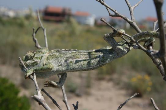 Ülkemizde Doğu Karadeniz dışında bütün Anadolu da dağılış gösterirler. Proje sahasında karasal habitat tipinde olup beslenmesine uygun bitkisel vejetasyonun olduğu her yerde rastlanılabilir.