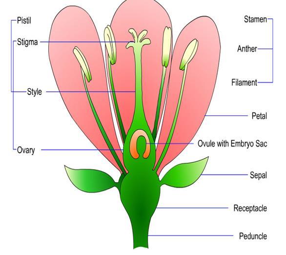 (petal), erkek organlar ve dişi organ/organlar yer alır. Temel üreme organı olan çiçek; a) Üreme hücrelerinin oluştuğu yerdir.