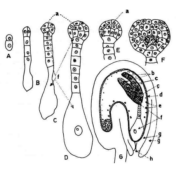 Embriyo Oluşumu Gelişimi Zigotun bölünerek embriyoyu oluşturması (A-G) a) embriyo, b) çenek yapraklar, c) plumul, ç) radikul, d) besidoku e) endosperm çekirdekleri, f) süspansör, g-ğ) İç ve dış