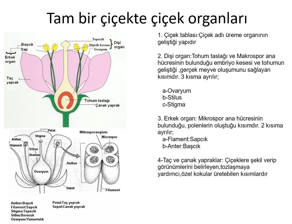 Erkek organ (Stamen) Erkek eşey hücrelerini (polen) üretmekle görevlidir.