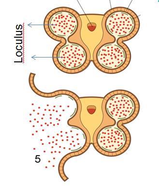 Yumurtalık (ovaryum) kısmında tohum taslağı embriyo kesesi oluşur.