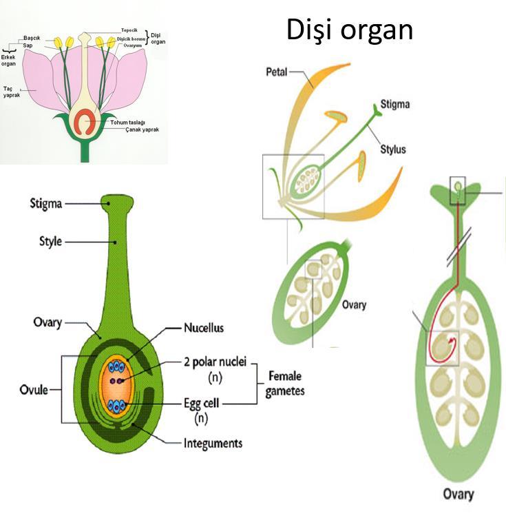 Çiçekteki dişi organların tümüne gynoecium denir.