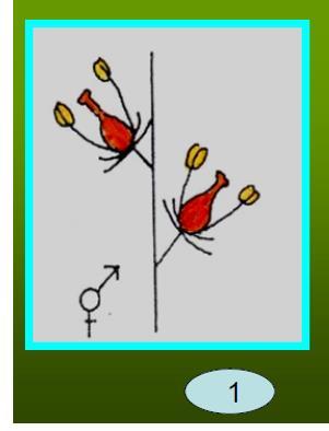 BİTKİLERDE EŞEY DURUMU MEYVE TÜRLERİNDE EŞEY DURUMU Hermafrodit Monoecious (Monoik: Bir evcikli) Dioecious (Dioik: İki evcikli) Monoik Meyve Türleri (Bir evcikli) : Erkek ve dişi çiçekler aynı bitki