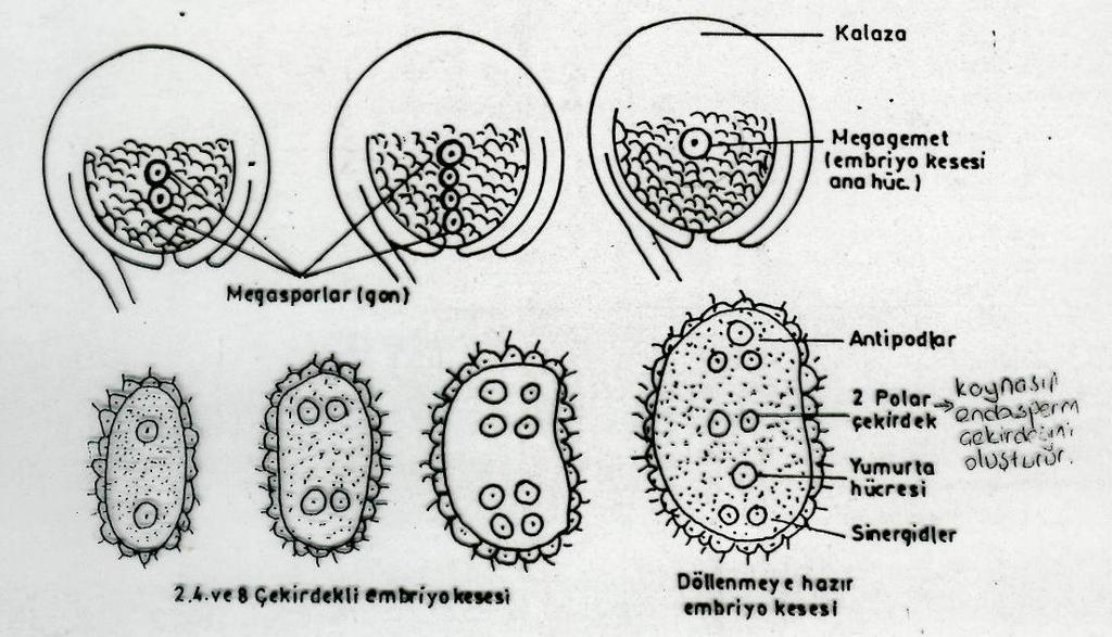 Diploid nusellus hücrelerinden, mikropile yakın olan bir hücre daha fazla gelişerek yumurta ana hücresini (megasporocyte) oluşturur.