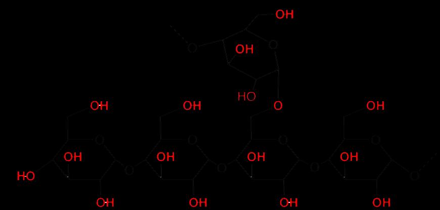 omopolisakkaritler; NİŞASTA Amilopektin İkinci molekül şeklidir ve dallanmış bir yapı gösterir. Nişasta nın % 70 ini oluşturur.