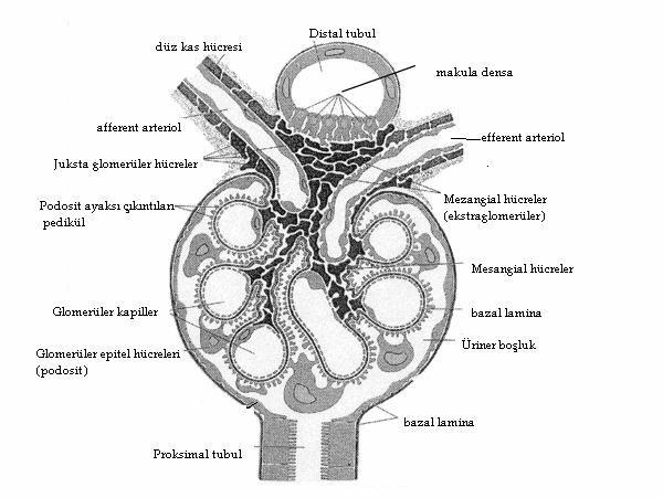 2.GENEL BİLGİLER: 2.1. Glomerül Yapısı: Böbrekte idrar oluşumunu sağlayan en küçük fonksiyonel ve anatomik birim nefrondur.