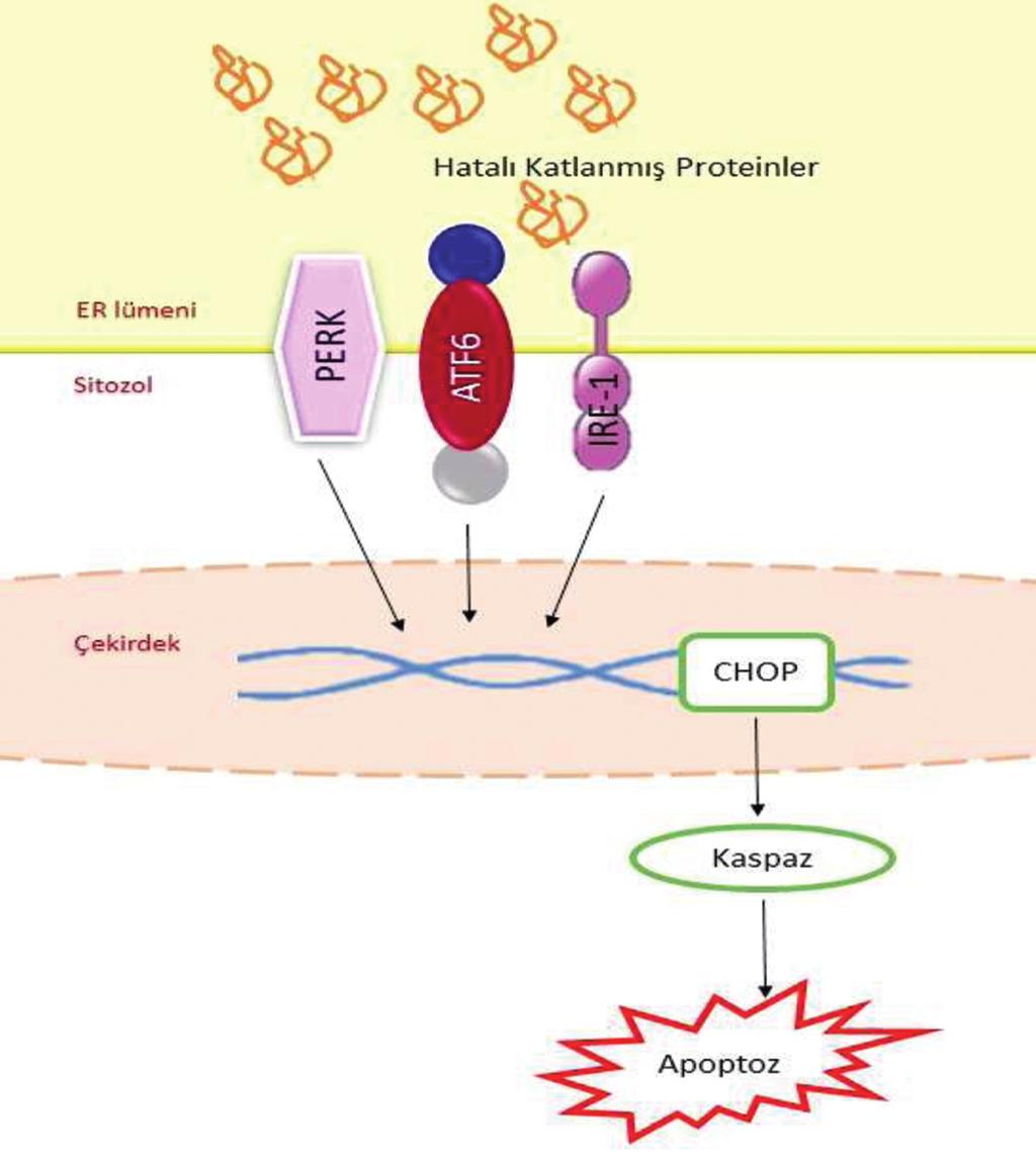 ŞEKİL 5: Endoplazmik retikulum stresi ile apoptoz arasındaki ilişki.