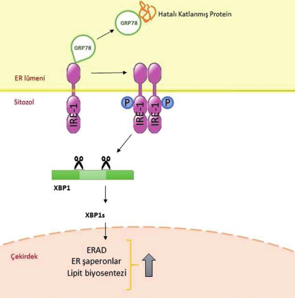 ŞEKİL 2: İnositol gerektiren enzim-1 in sinyal yolağı. ER: Endoplazmik retikulum; ERAD: Endoplazmik retikulum ilişkili degradasyon mekanizması.