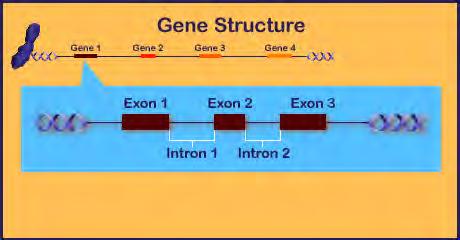 Genomun yaklaşık %25 i intronlardan oluşur ve %50 dan fazlası çeşitli tipte tekrarlayan ve dublike dizilerinden oluşur.