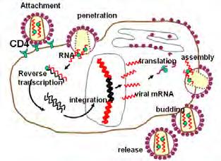 RNA Retrovirüsler ökaryot hücreleri infekte ederler. Retro= RNA dan ya genetik bilginin ters akışıdır. Reverse transkriptaz = bir RNA veya template i kullanan polimeraz enzimidir.