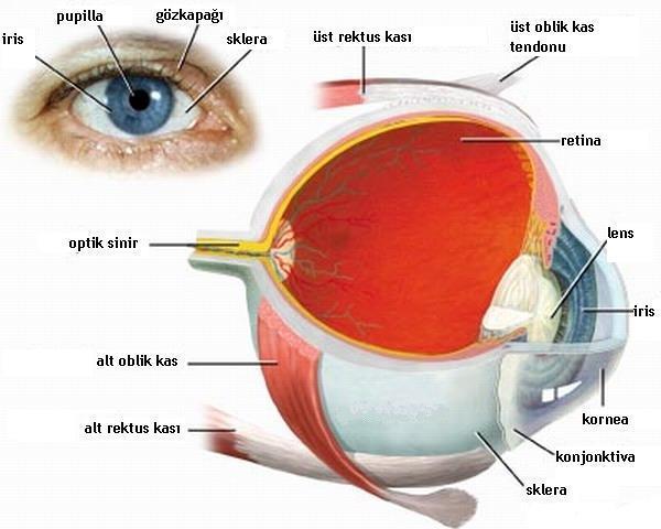 İnsan Görme Sistemi Gözün odaklandığı bir nesneden gelen ışık, korneadan geçerek ağ tabaka üzerine düşer.