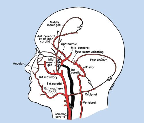 değişkendir. Yetersiz olabilir veya konjenital olarak olmayabilir. Beyinde başlıca 3 grup anastomotik bağlantı vardır.