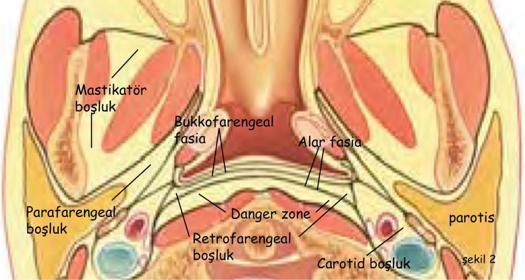 Boyun aksiyel kesiti: Nazofarenks seviyesinde yapılan (şekil 1) kesitin ortası şekil 2 de büyütülmüştür.