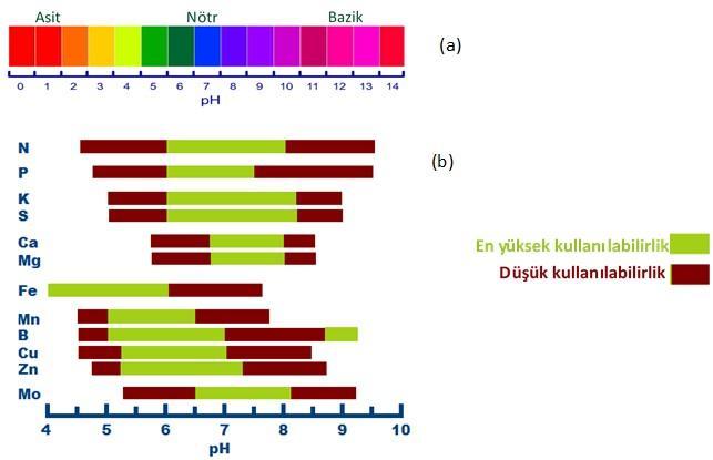 Şekil 8. (a) Asidik (düşük ph) ve bazik (yüksek ph) toprak, (b) Farklı toprak ph sında besin durumu 8.