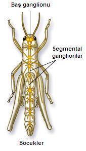 SİNİR SİSTEMLERİ Halkalı solucanlarda her halkayı kontrol eden bir çift ganglion bulunur.