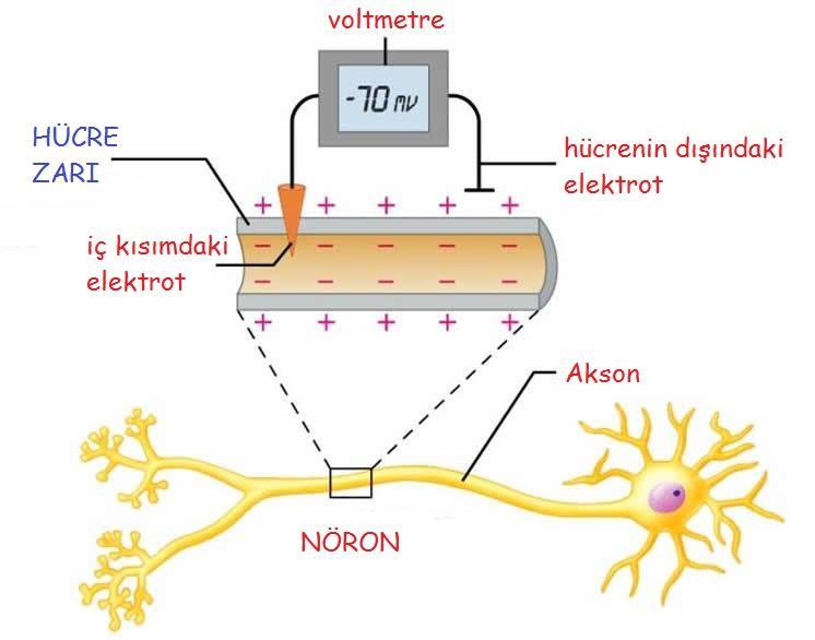 İLETİ OLUŞUMU Dinlenme halinde olan sinir hücresinin dışı (+), içi( )