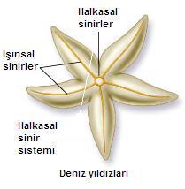 SİNİR SİSTEMLERİ B) Radyal (halkasal) sinir sistemi Derisi dikenlilerde görülür. Halkasal ve ışınsal olarak bağımsız organize olan iki sistemden oluşur.