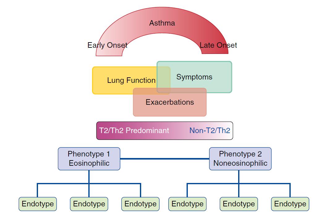 Klinik fenotiplerin altında yatan inflamasyon tipi ve endotip spektrumları Eozinofilik fenotip Non-Eozinofilik fenotip Erken başlangıçlı Alerjik astım Geç başlangıçlı eoz astım