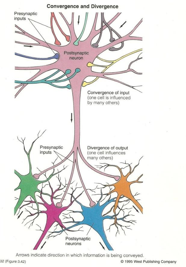 NÖRAL İLETİŞİM Nöronlar başka nöronlarla sinaptik bağlantı kurabildikleri gibi kas hücreleri ve bez hücreleri ile de bağlantı kurabilirler.