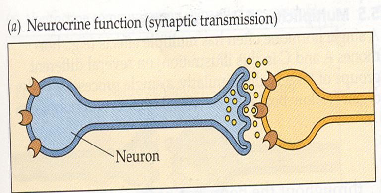 Aynı nöronun soma/dendritleri üzerinde sonlanan çok sayıdaki sinaps sayesinde toplanan elektrik potansiyel