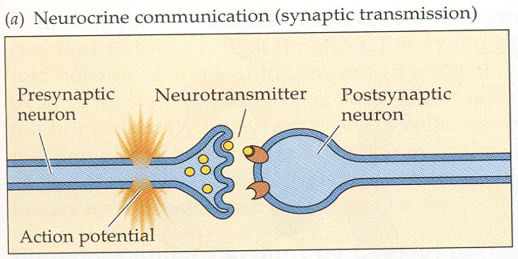 sinir hücreleri arası haber iletimi sağlanır.