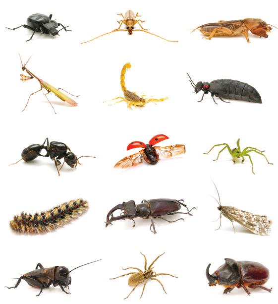 Sürüngenler, denizanası, kelebek, arı, salyangoz, denizyıldızı, ahtapot, solucan, istiridye, yengeç, örümcekler ve
