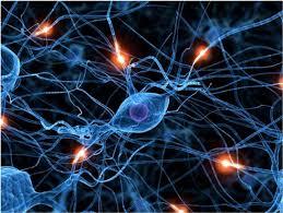 İnsan beyninde yaklaşık 90 milyar nöron (sinir hücresi bulunuyor.