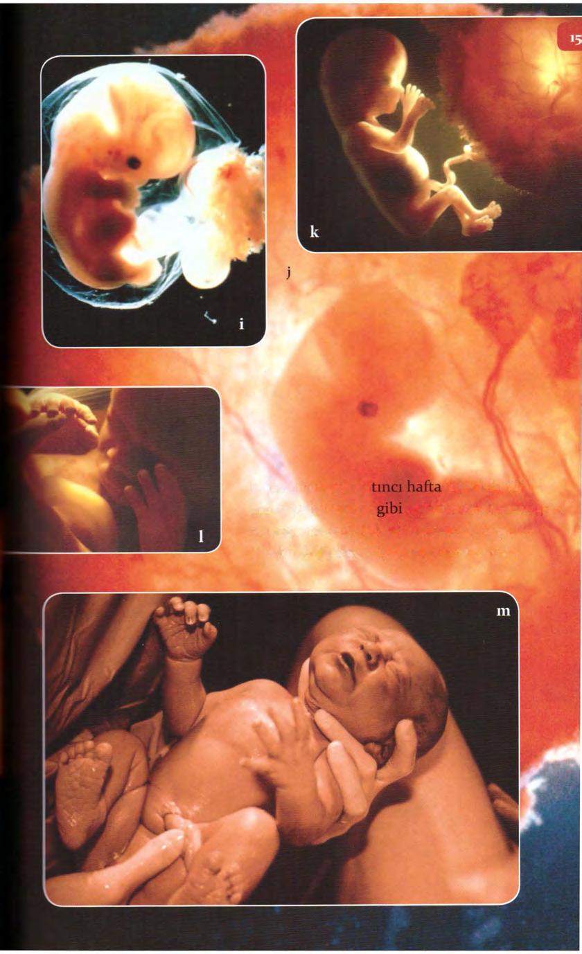 Beşinci haftayla al arasında (i) embriyo bir bebek görünmeye başlamıştır