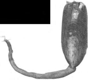 132 YERYÜZÜNDEKi EN BÜYÜK GÖSTERİ si) sağ çıkmıştır ve modern Lingula (solda), Lingulella'ya (aşağıdaki Lingula fosil) o kadar benzemektedir ki, bu fosil ilk bulunduğundan Lingula ismi verilmiştir.