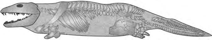 Fosilin ön uzvundaki ("kolundaki") tek bir humerus, radius ve ulna adı verilen diğer iki kemiğe bağlanıyordu, radius ve ulna ise biz dörtayaklıların karpallar, metakarpallar ve parmaklar adını