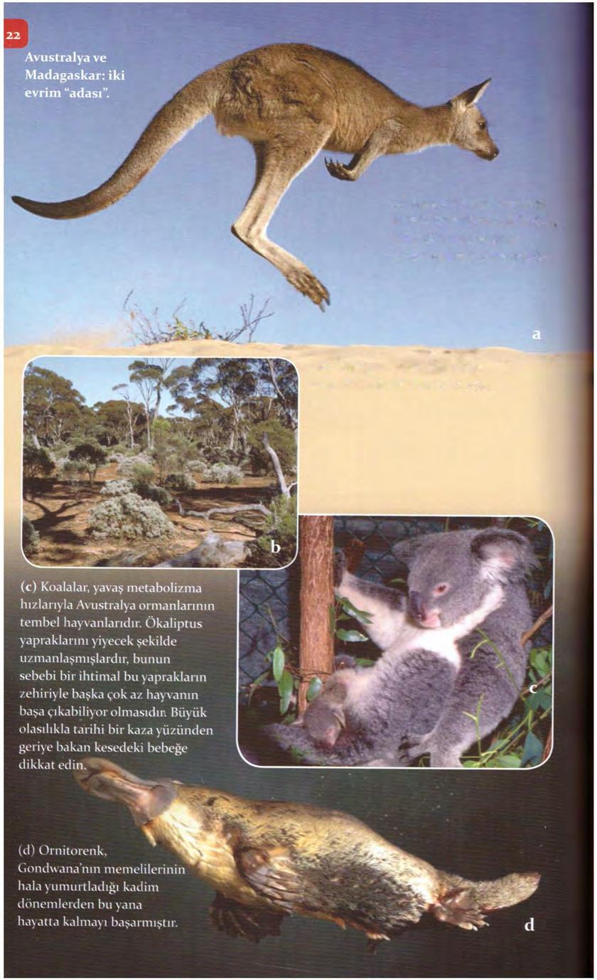 (a) Kangurular antilopların Avustralya'daki muadilleridir fakat dört nala koşmak