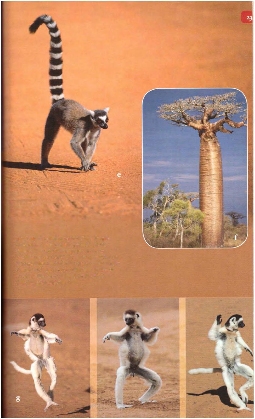 (a) Çengelkuyruklu lemur. Eğer Beagle, Galapagos yerine Madagaskar'a gitmiş olsaydı "Darwin'in lemurları"ndan mı bahsediyor olurduk?