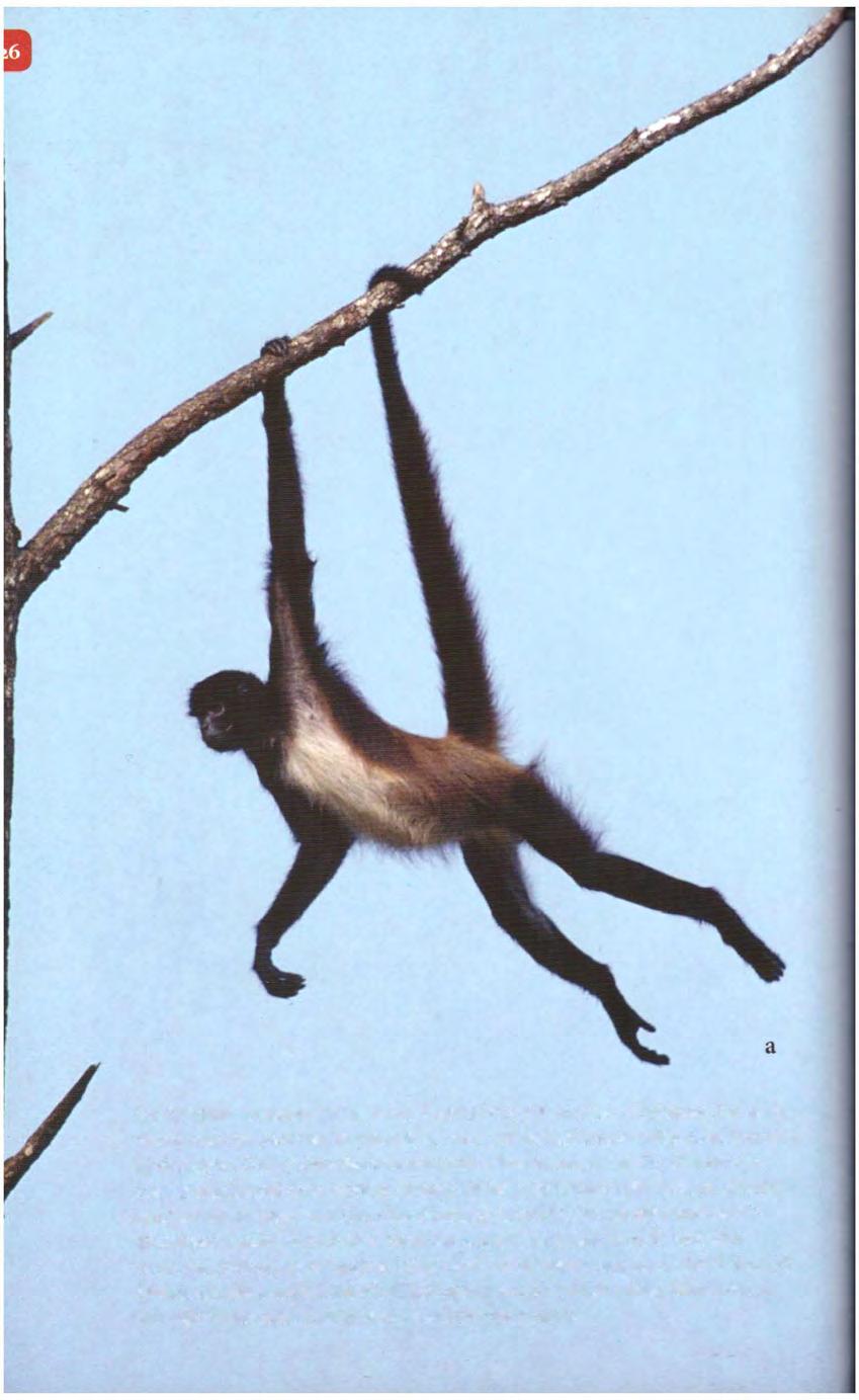 1 a (a) Ağaçlara tırmanan bir hayvanın beşinci bir ayağa ihtiyacı olduğunda, bu ayağı vücudunun bir yerinden büyütemiyor, onun yerine halihazırda sahip olduklarından faydalanıyor.