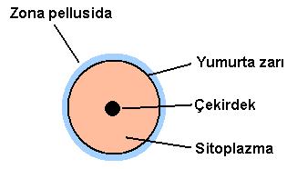 İkincil kutup hücrelerinin, sitoplazması az olduğundan belli bir süre sonra kaybolur. Ootid ise büyüyüp gelişerek, (1) adı verilen yumurta hücresini oluşturur.