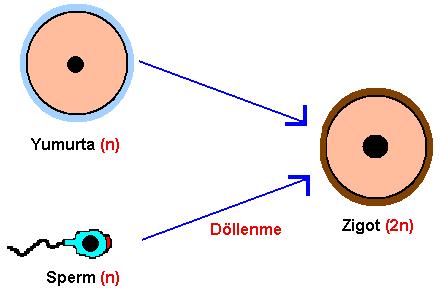 EŞEYLİ ÜREME. **Eşeyli üreme: Erkek ve dişi gametlerin birleşerek, yeni bir canlı meydana getirmesine eşeyli üreme denir.