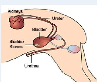 Üriner Sistem Böbrekler