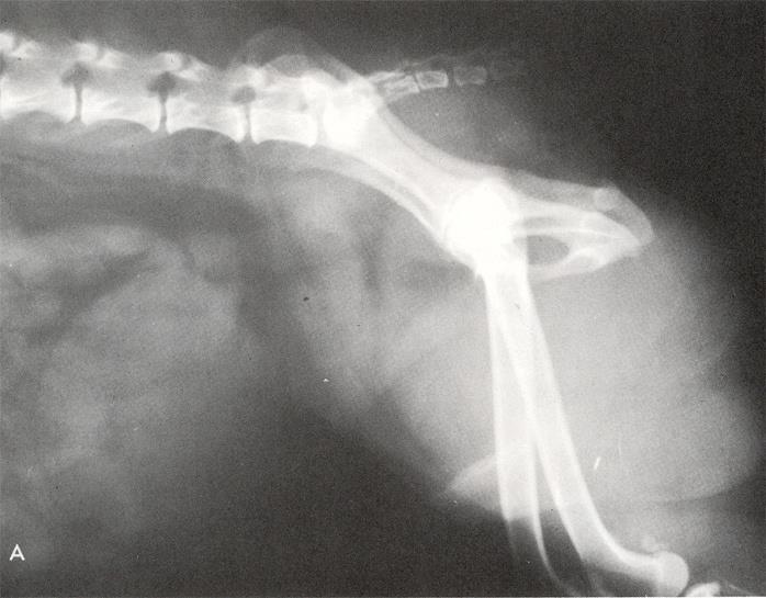 Direkt radyografide kaudal abdomende