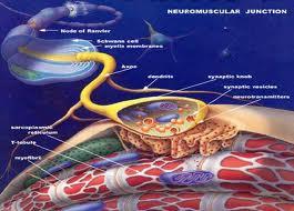 Nöromuskuler Blokörler NÖROMÜSKULER KAVŞAK Nöromüsküler kavşak, yapısı ve fonksiyonları bakımından sinir hücreleri arasında iletimin sağlandığı